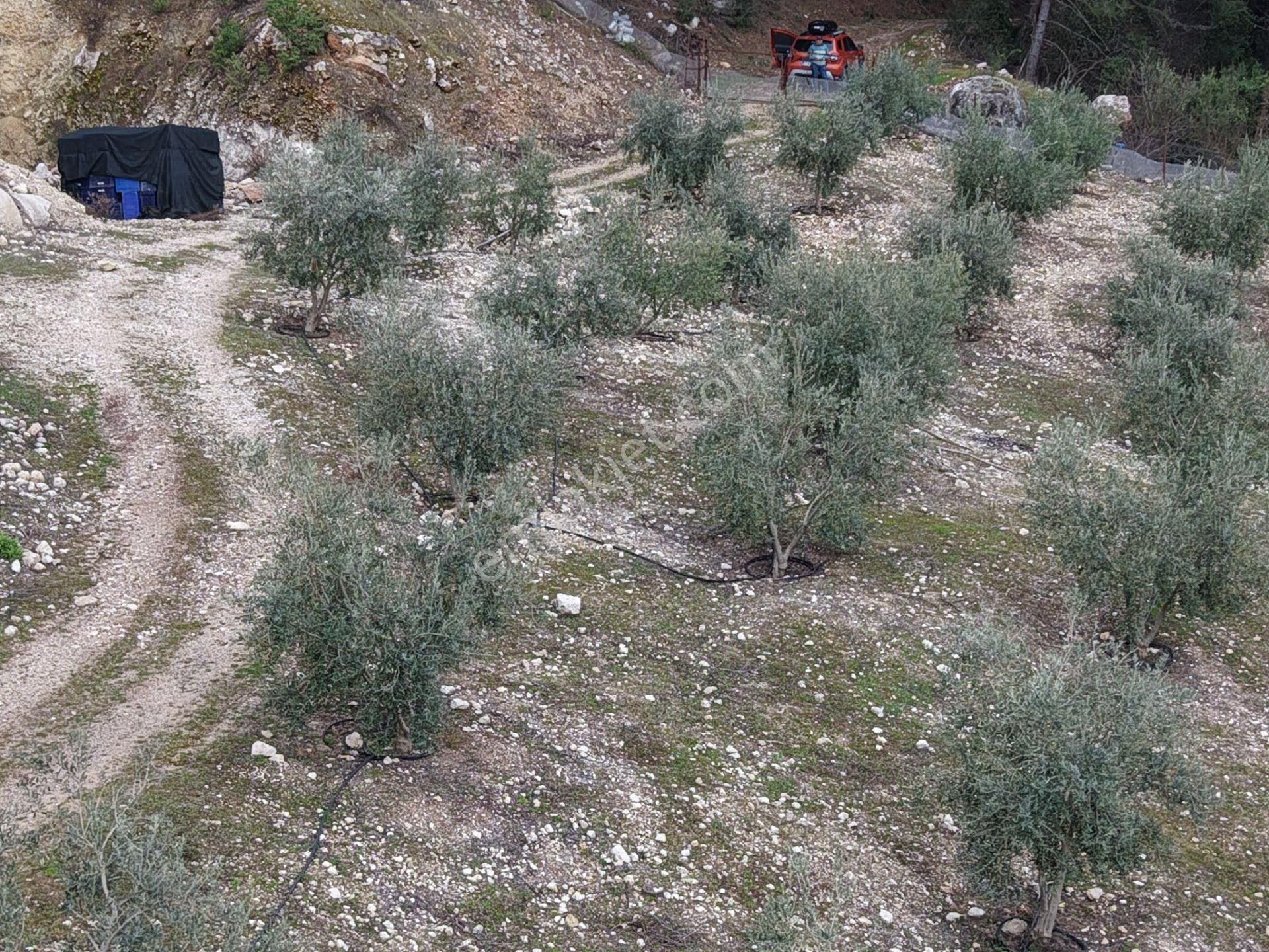 Bmk Emlakdan Antalya Kumluca Güzörende Satılık Zeytin Bahçesi - Görsel 6