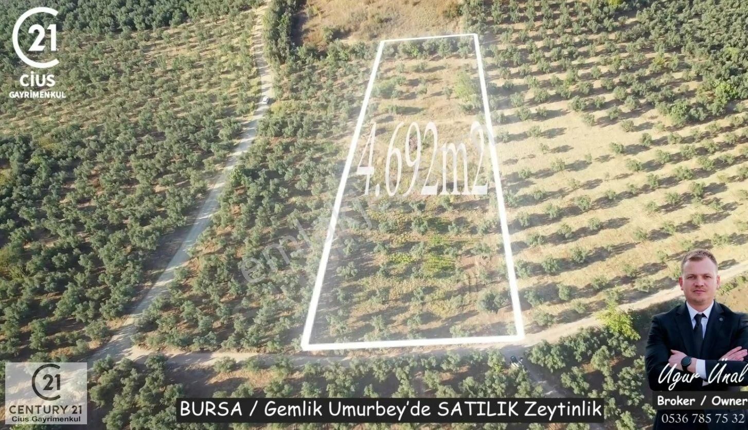 Gemlik Umurbey Satılık Zeytinlik C21cius: Umurbeyde İmara 614 Metre Mesafede Yatırımlık Zeytinlik