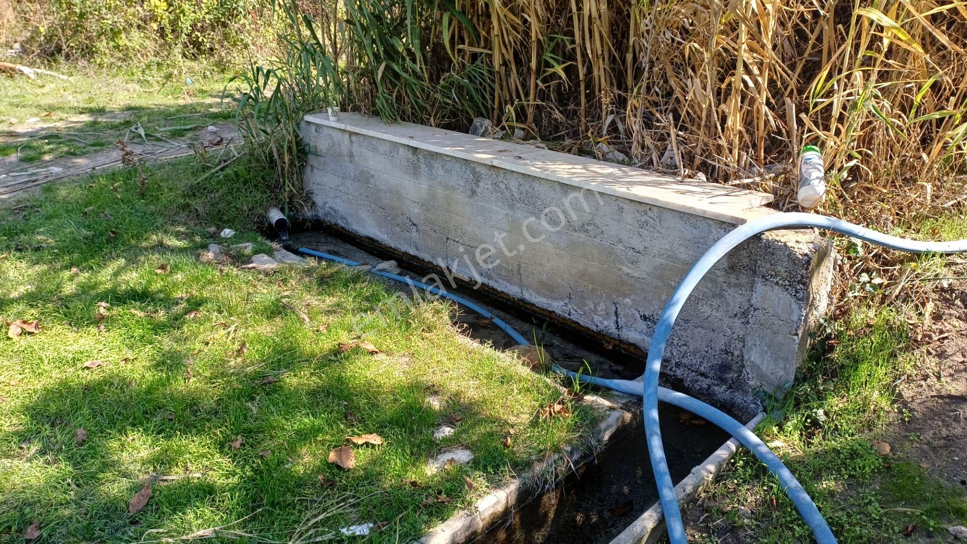 Soma Yağcıllı Mahallesi Satılık Zeytinlik Pazarlık Vardır - Görsel 9