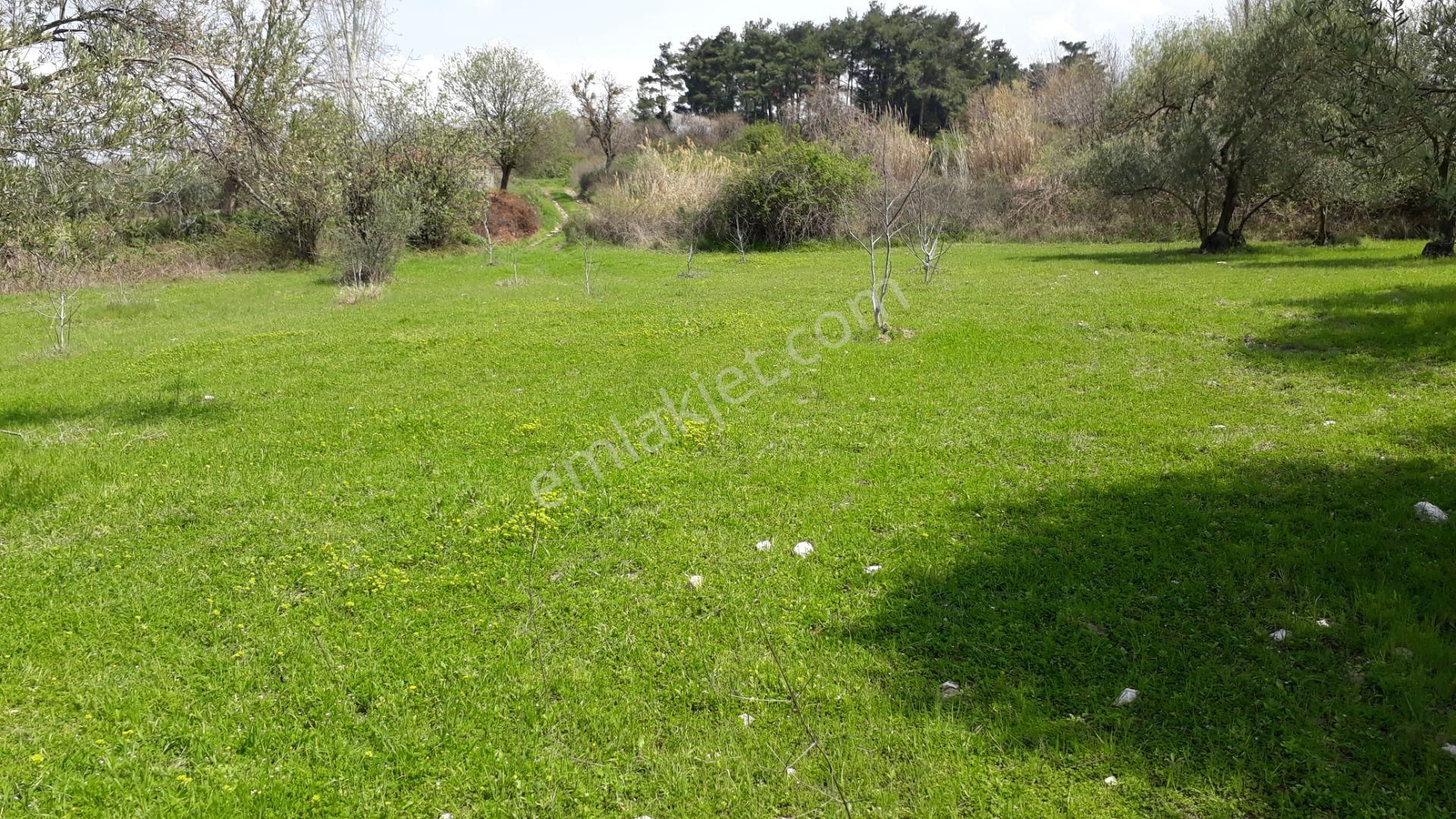 Soma Yağcıllı Mahallesi Satılık Zeytinlik Pazarlık Vardır - Görsel 7