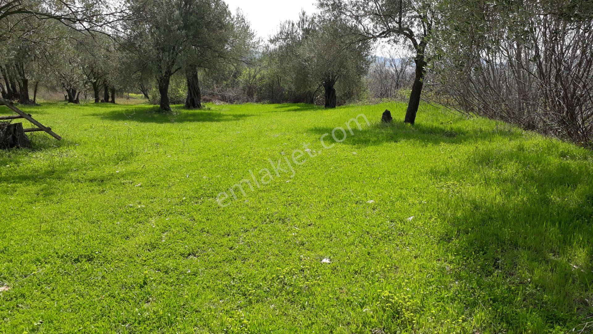 Soma Yağcıllı Mahallesi Satılık Zeytinlik Pazarlık Vardır - Görsel 6