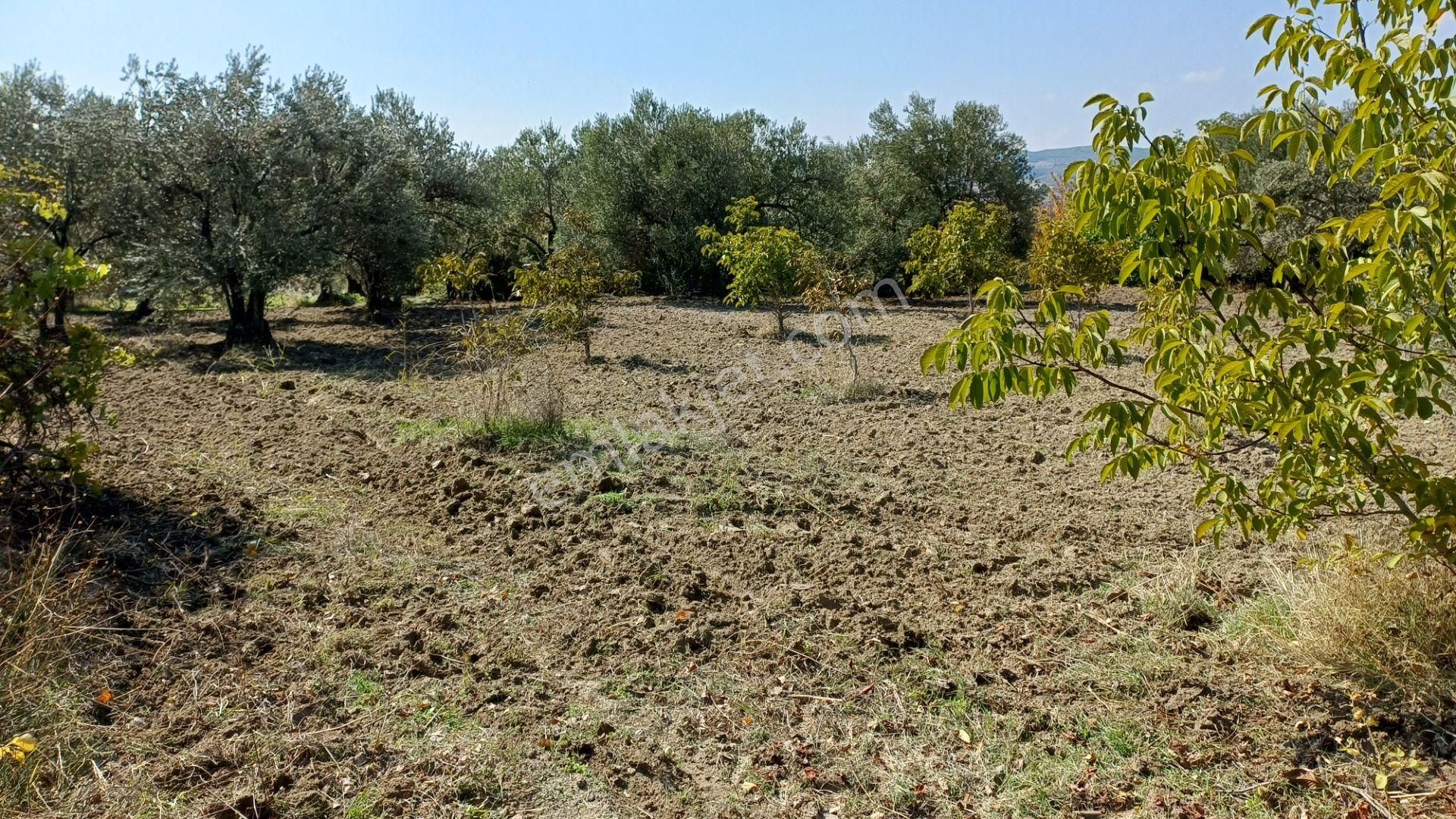 Soma Yağcıllı Mahallesi Satılık Zeytinlik Pazarlık Vardır - Görsel 14