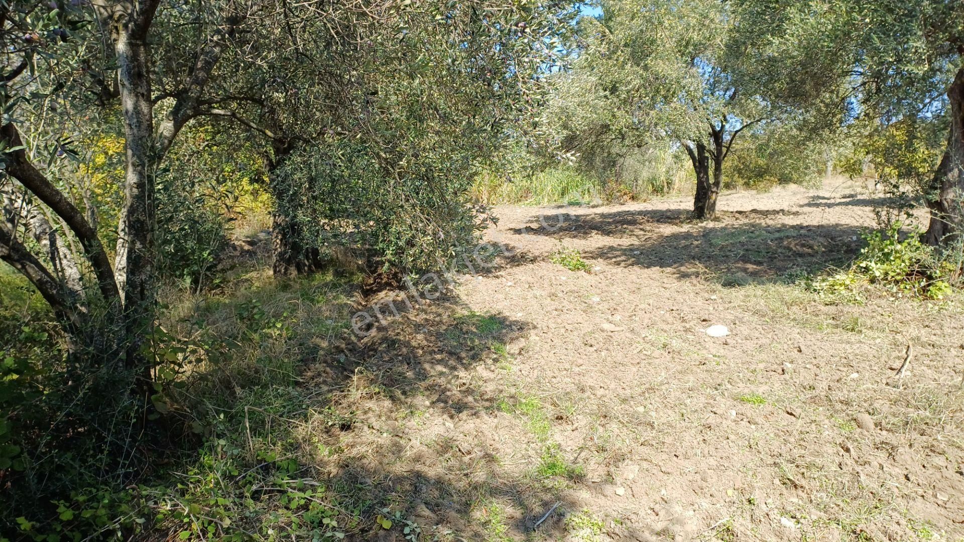 Soma Yağcıllı Mahallesi Satılık Zeytinlik Pazarlık Vardır - Görsel 10