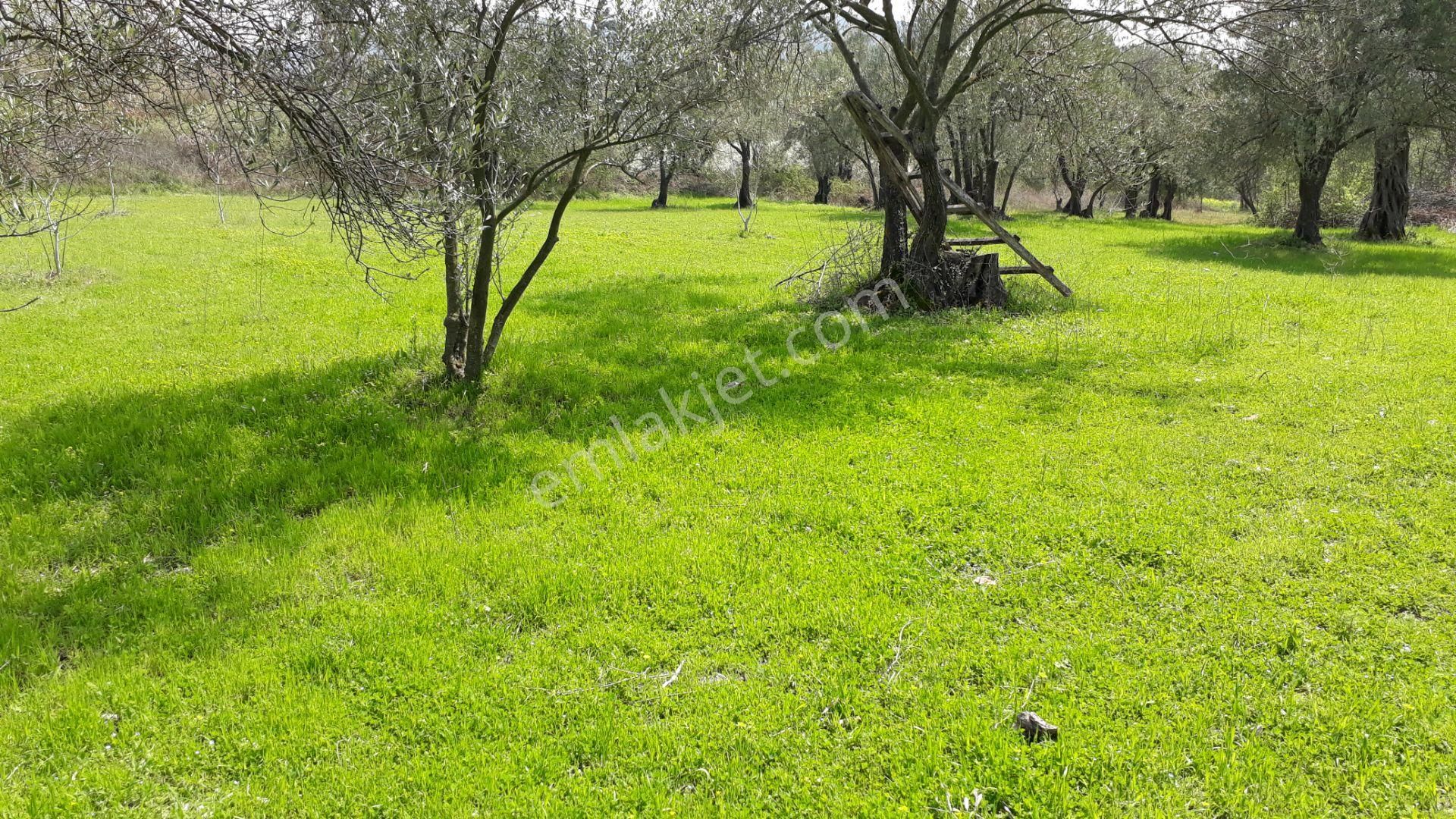 Soma Yağcıllı Mahallesi Satılık Zeytinlik Pazarlık Vardır - Görsel 5