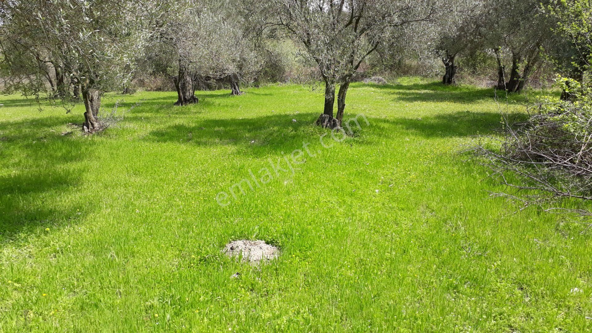 Soma Yağcıllı Mahallesi Satılık Zeytinlik Pazarlık Vardır - Görsel 8