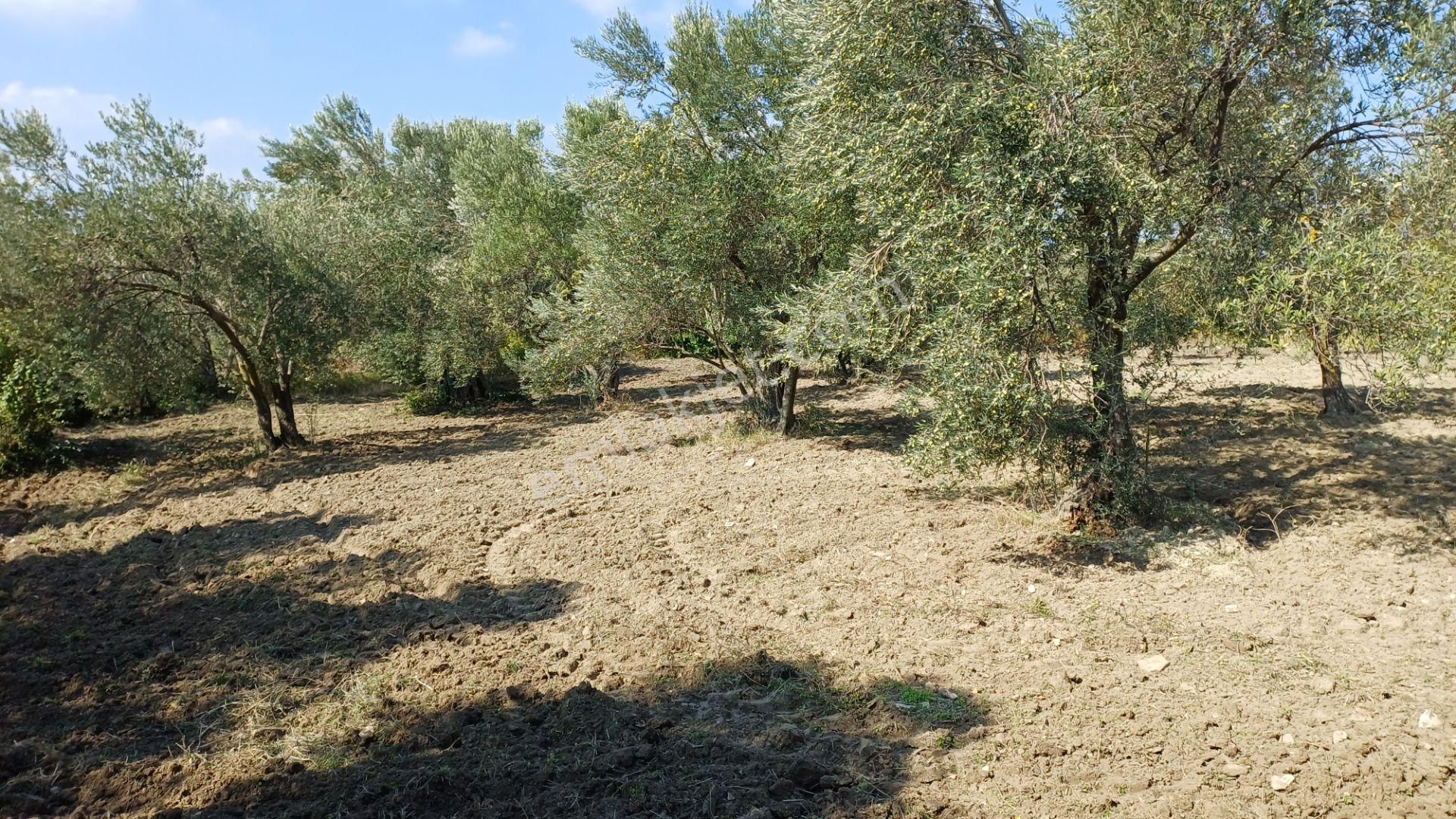 Soma Yağcıllı Mahallesi Satılık Zeytinlik Pazarlık Vardır
