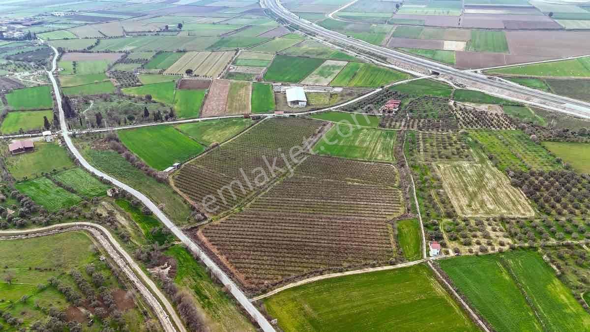 Nazilli Toygar’da Satılık Nar Bahçesi - Görsel 7