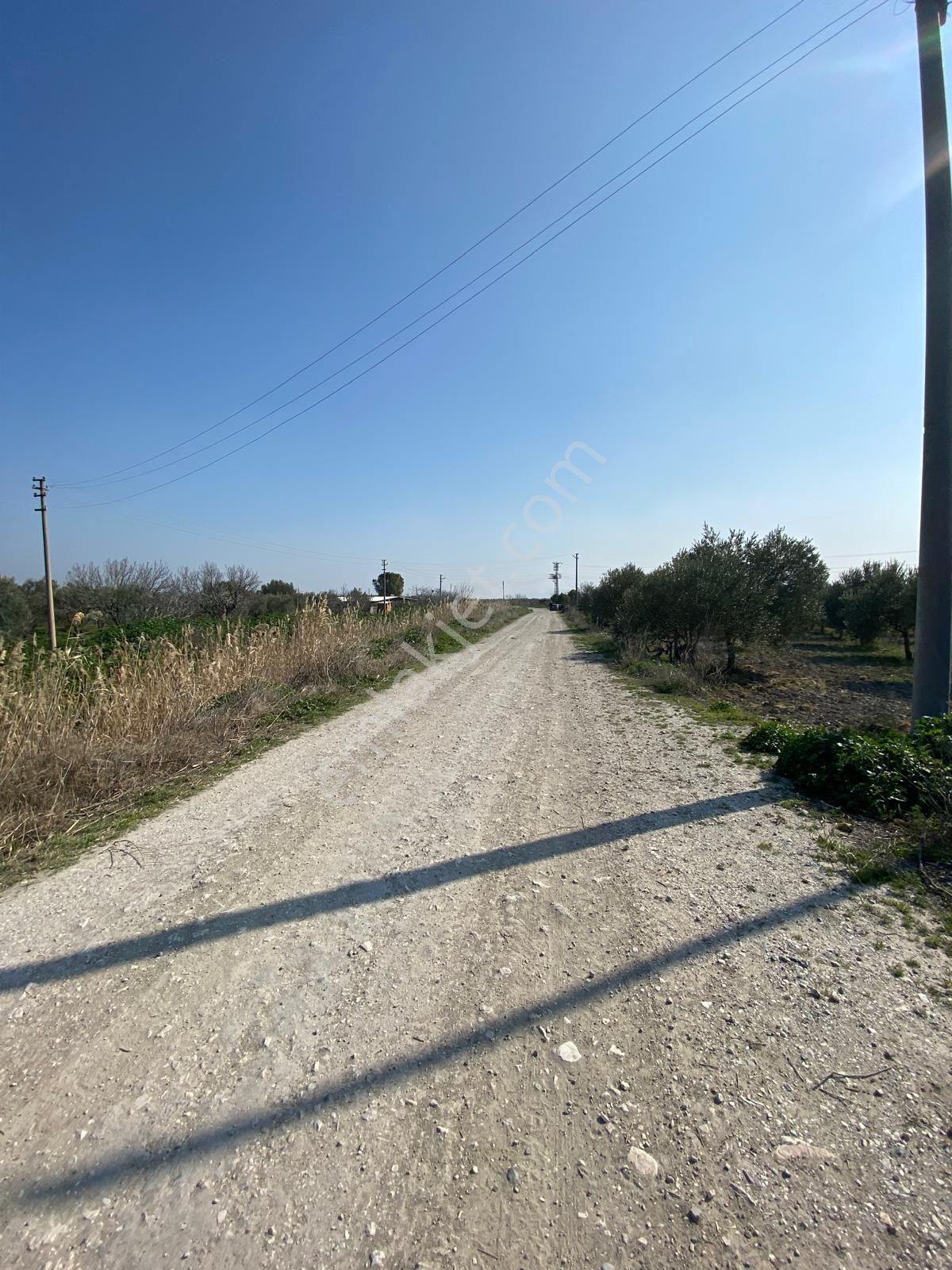 Manisa Akhisarda Efem Gayrimenkulden Süleymanlıda 2640 M2 Satılık Domat Zeytinlik Tek Tapu !!! - Görsel 10