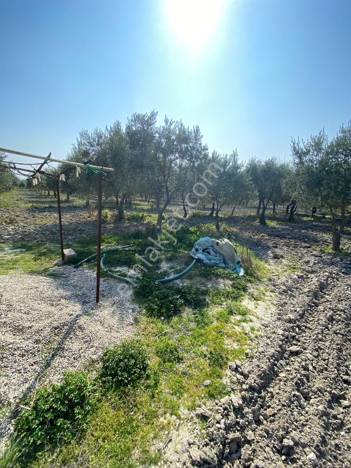 Manisa Akhisarda Efem Gayrimenkulden Süleymanlıda 2640 M2 Satılık Domat Zeytinlik Tek Tapu !!! - Görsel 9