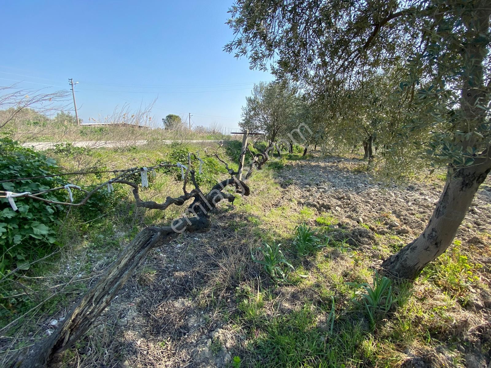 Manisa Akhisarda Efem Gayrimenkulden Süleymanlıda 2640 M2 Satılık Domat Zeytinlik Tek Tapu !!! - Görsel 4