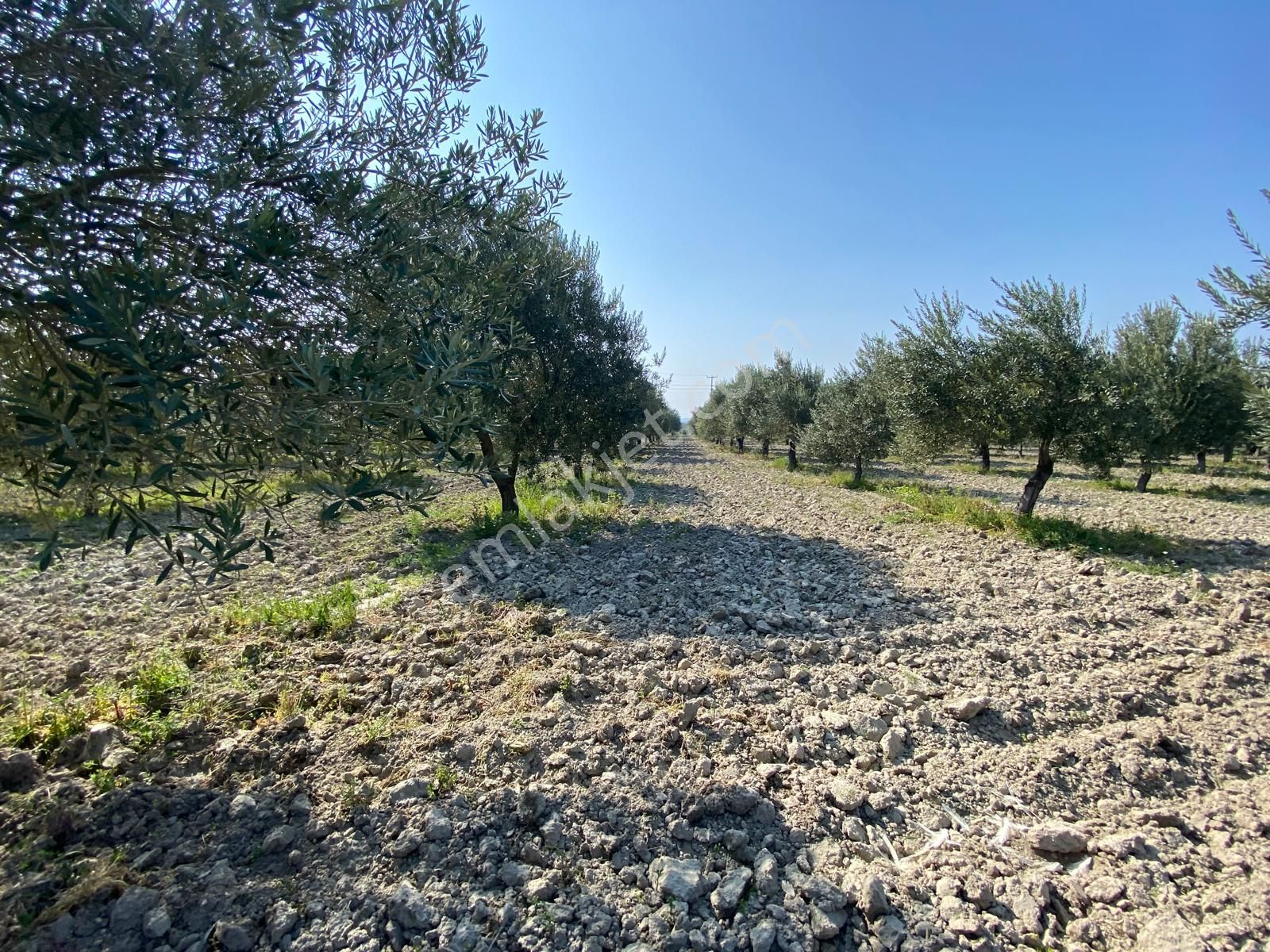 Manisa Akhisarda Efem Gayrimenkulden Süleymanlıda 2640 M2 Satılık Domat Zeytinlik Tek Tapu !!! - Görsel 8