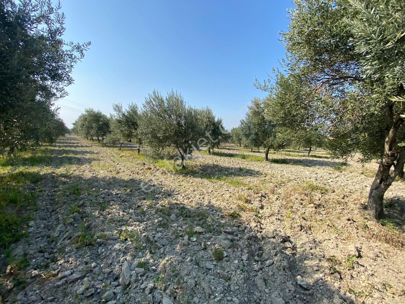 Manisa Akhisarda Efem Gayrimenkulden Süleymanlıda 2640 M2 Satılık Domat Zeytinlik Tek Tapu !!! - Görsel 3