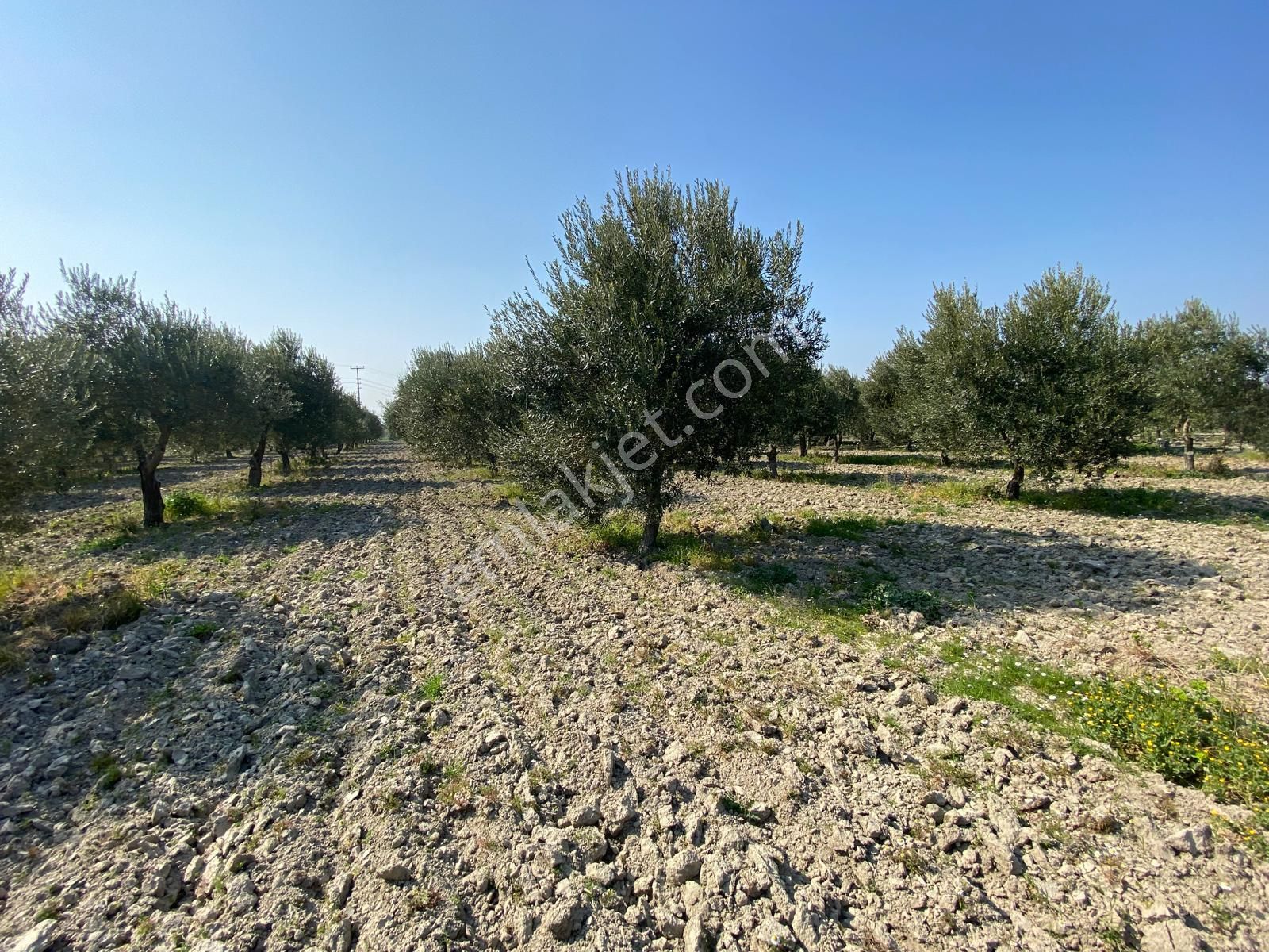 Manisa Akhisarda Efem Gayrimenkulden Süleymanlıda 2640 M2 Satılık Domat Zeytinlik Tek Tapu !!! - Görsel 13