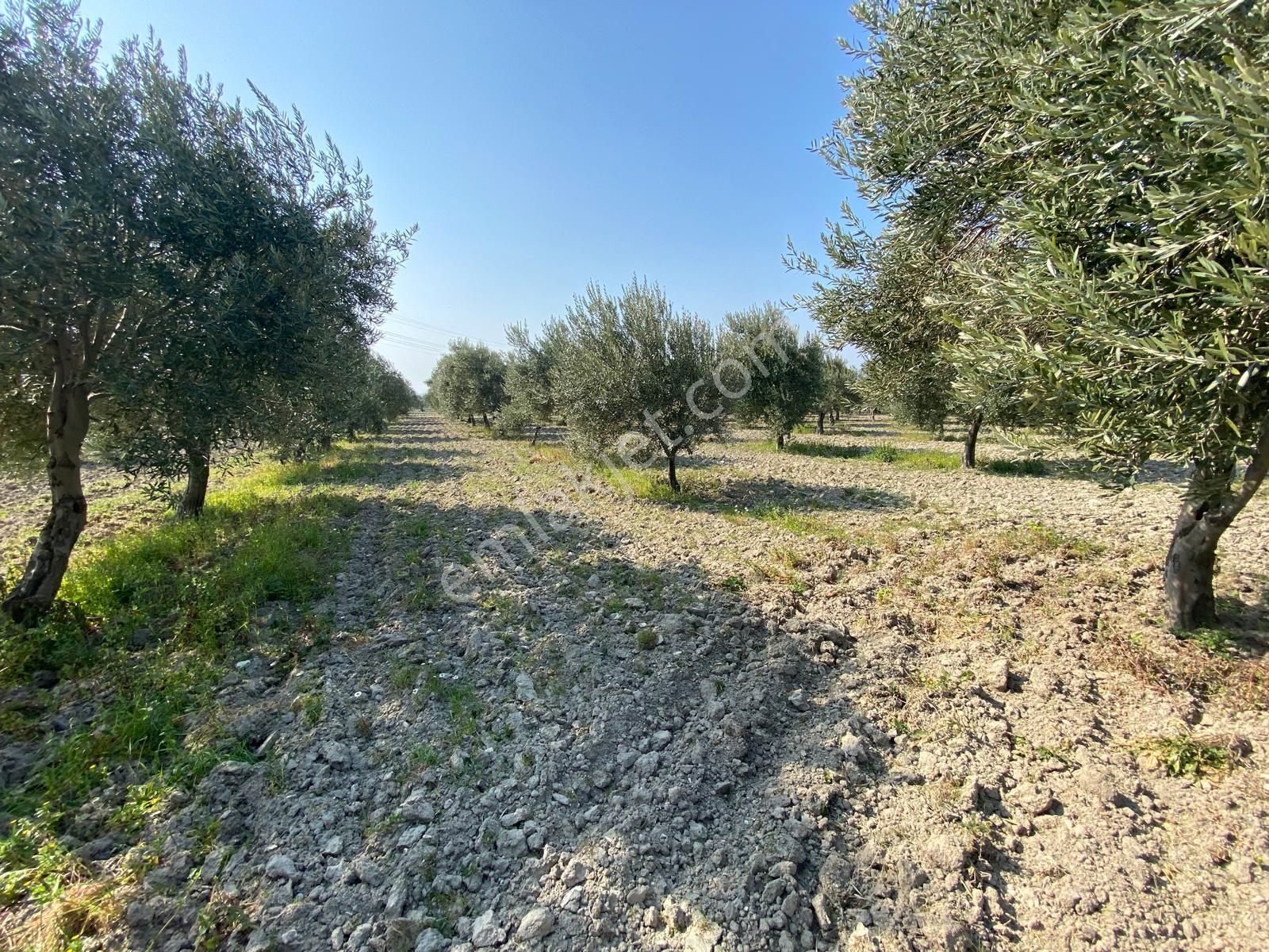 Manisa Akhisarda Efem Gayrimenkulden Süleymanlıda 2640 M2 Satılık Domat Zeytinlik Tek Tapu !!! - Görsel 12
