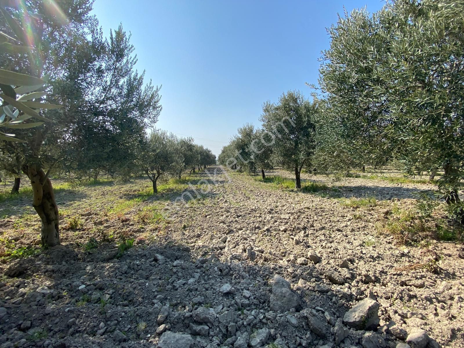 Akhisar Süleymanlı Satılık Zeytinlik Manisa Akhisarda Efem Gayrimenkulden Süleymanlıda 2640 M2 Satılık Domat Zeytinlik Tek Tapu !!!