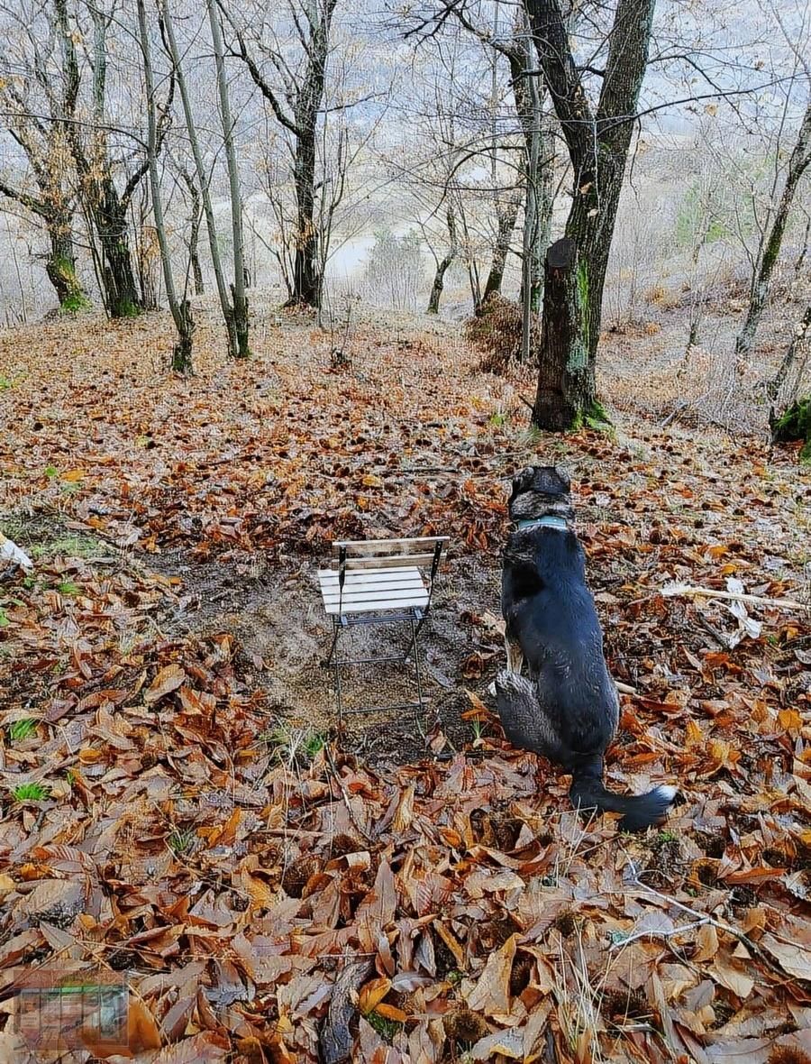 İnegöl Kestanealanı Satılık Tarla İnegöl Çayyaka Ve Kestane Alana Yakın Tarla Acil Satılık