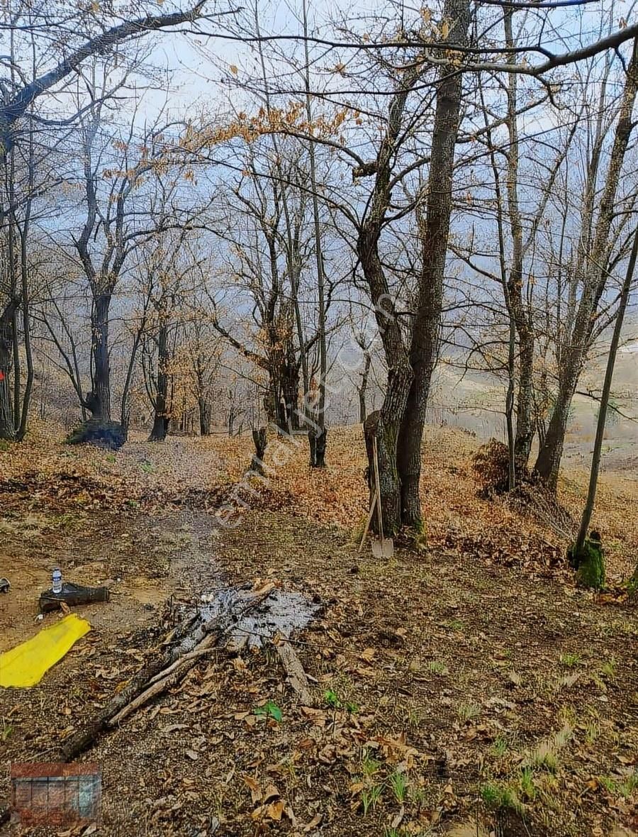 İnegöl Çayyaka Ve Kestane Alana Yakın Tarla Acil Satılık - Görsel 13