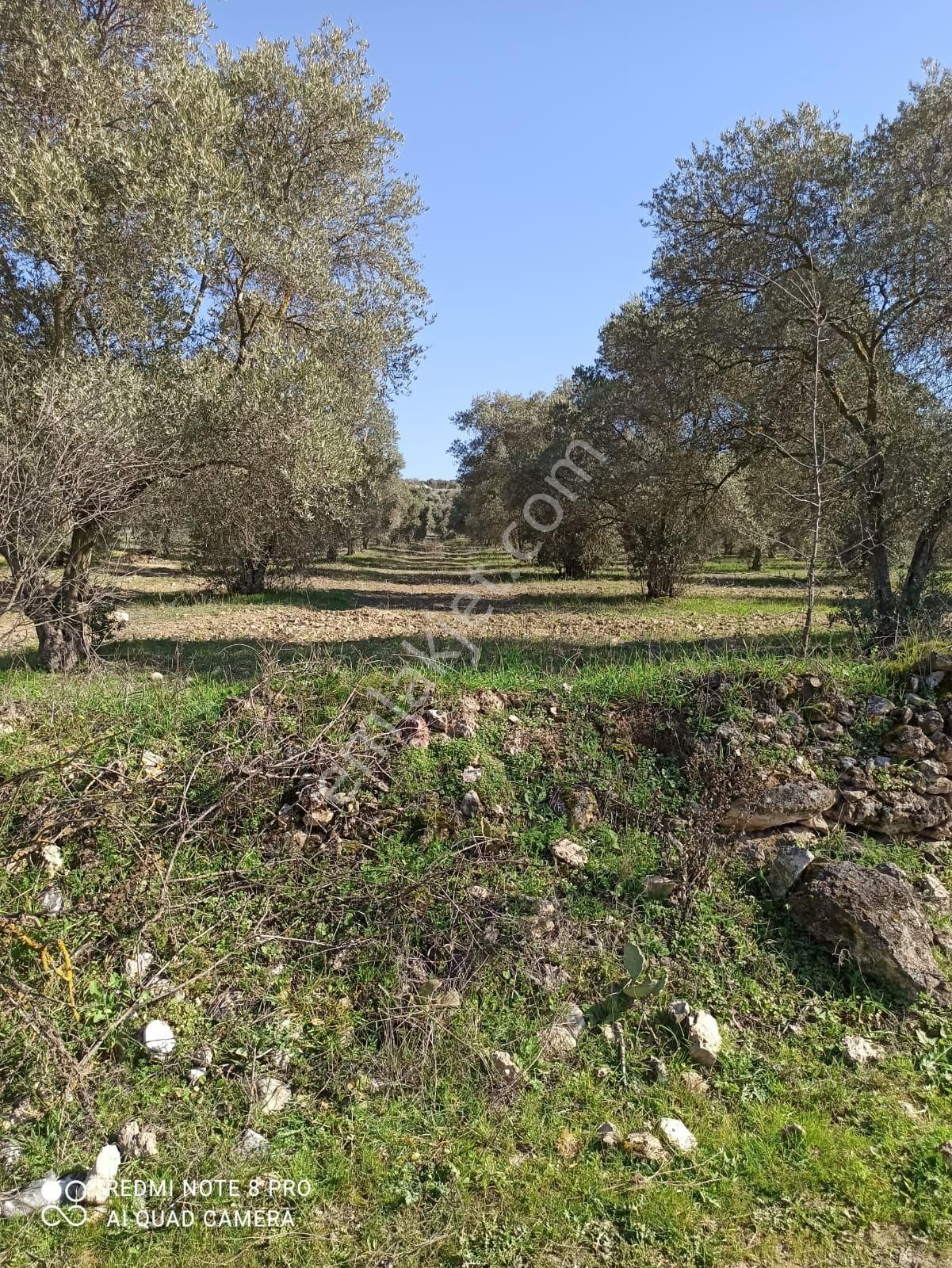 Aydın Bozdoğan Mah Satılık Zeytinlik - Görsel 8