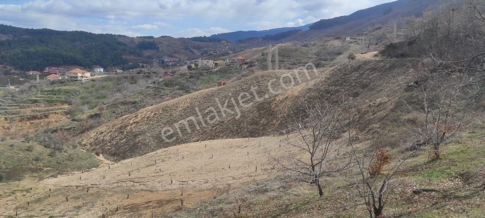 Nazilli Aşağıyakacık Satılık Zeytinlik Yatırımlık Arazi