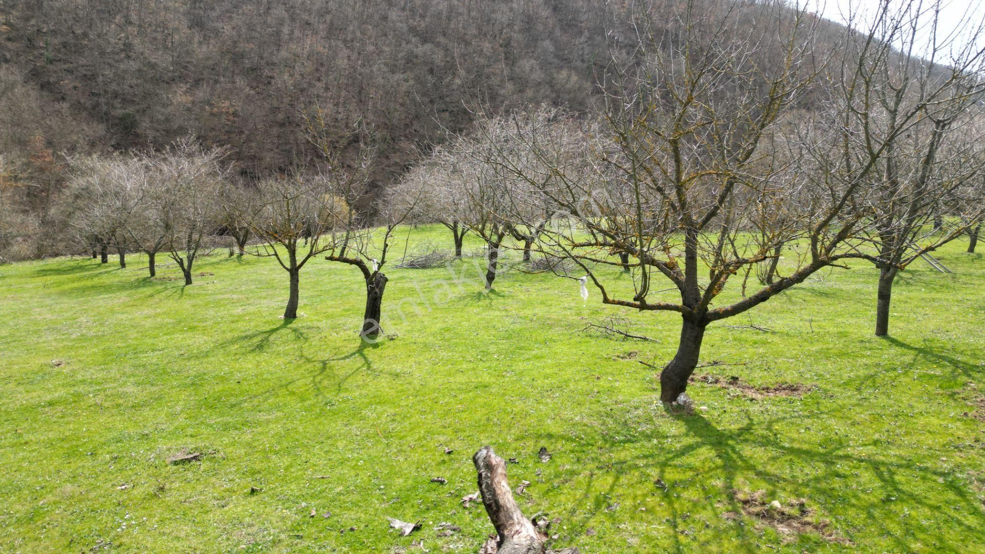 Bursa İznik Yörükler 4386 M2 Satılık Fırsat Tarla - Görsel 17