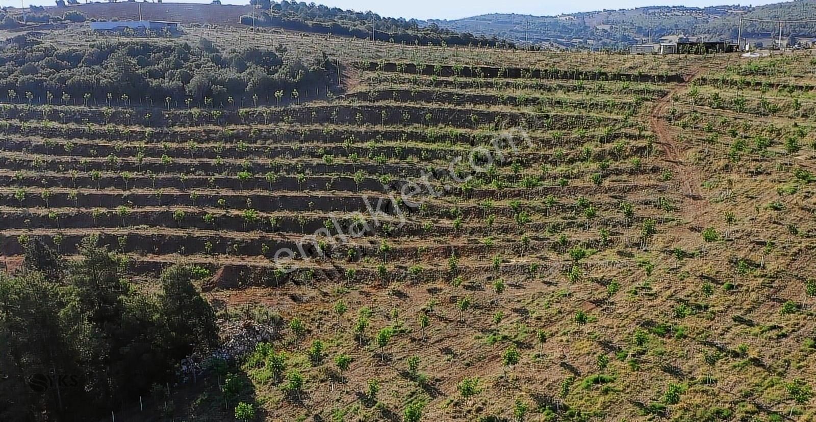 Burdur Merkezde 75 Dönüm Tam Donanımlı Ceviz Bahçesi - Görsel 20