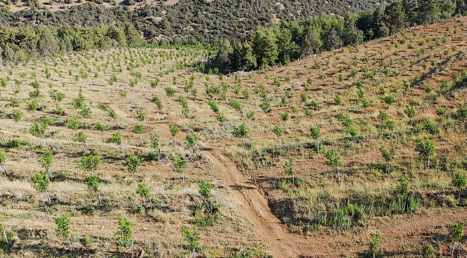 Burdur Merkezde 75 Dönüm Tam Donanımlı Ceviz Bahçesi - Görsel 7