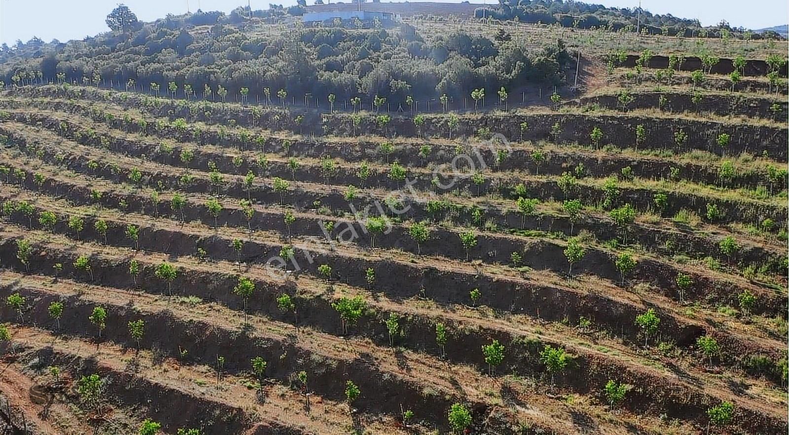 Burdur Merkezde 75 Dönüm Tam Donanımlı Ceviz Bahçesi - Görsel 10