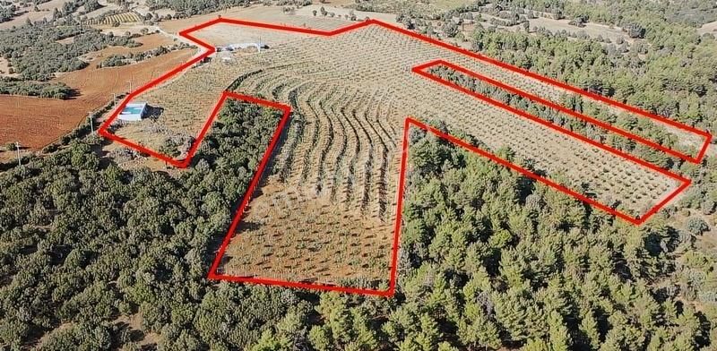 Burdur Merkezde 75 Dönüm Tam Donanımlı Ceviz Bahçesi - Görsel 12