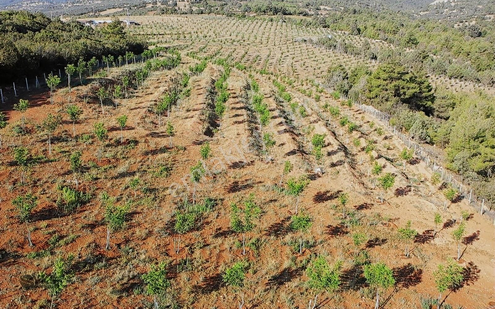 Burdur Merkezde 75 Dönüm Tam Donanımlı Ceviz Bahçesi - Görsel 19
