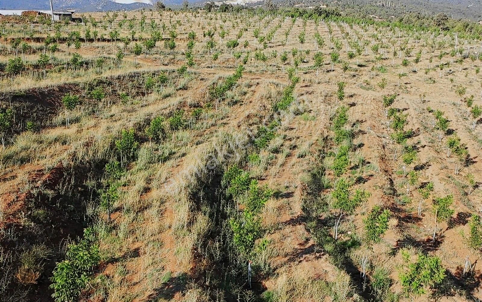 Burdur Merkezde 75 Dönüm Tam Donanımlı Ceviz Bahçesi - Görsel 17