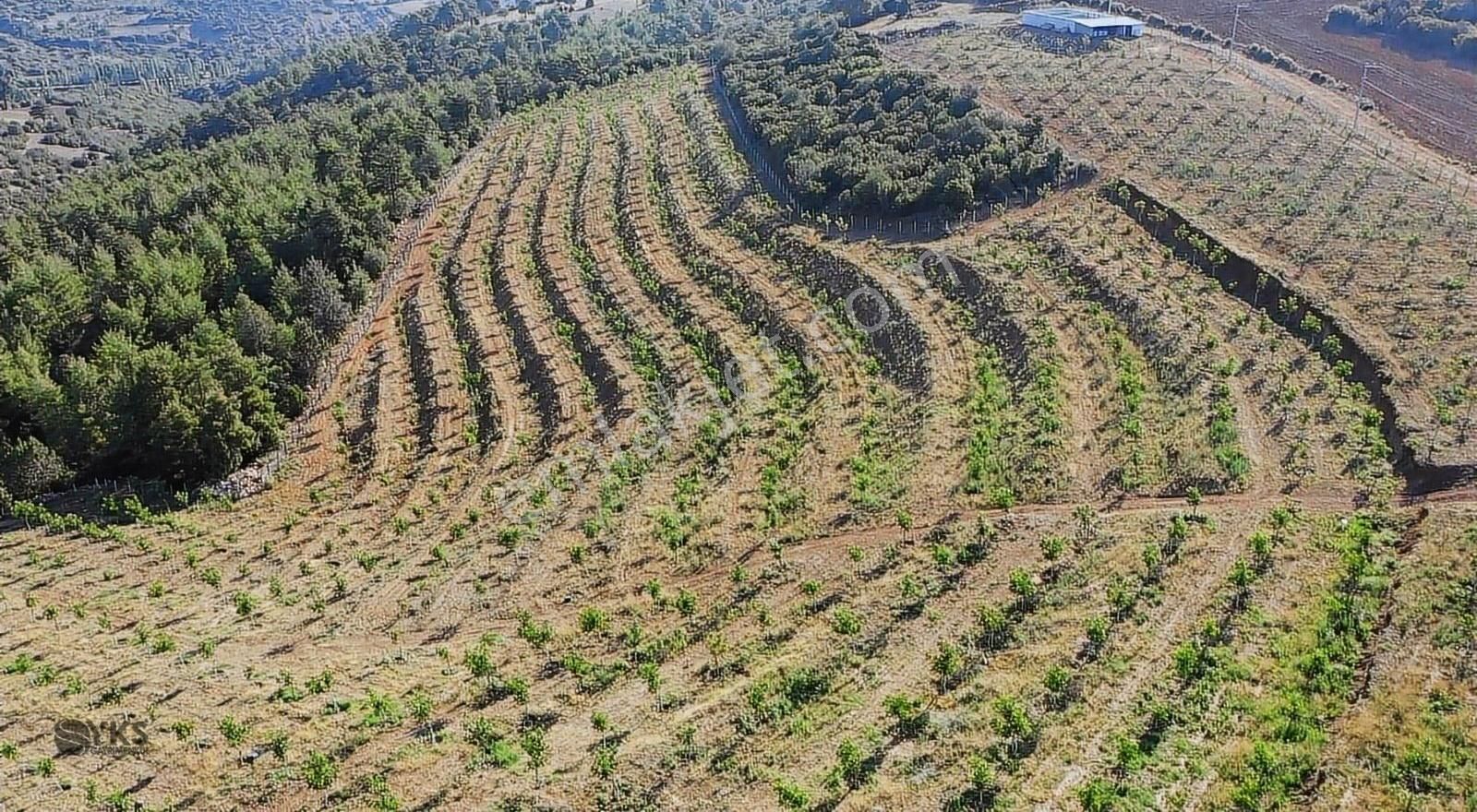 Burdur Merkezde 75 Dönüm Tam Donanımlı Ceviz Bahçesi - Görsel 6