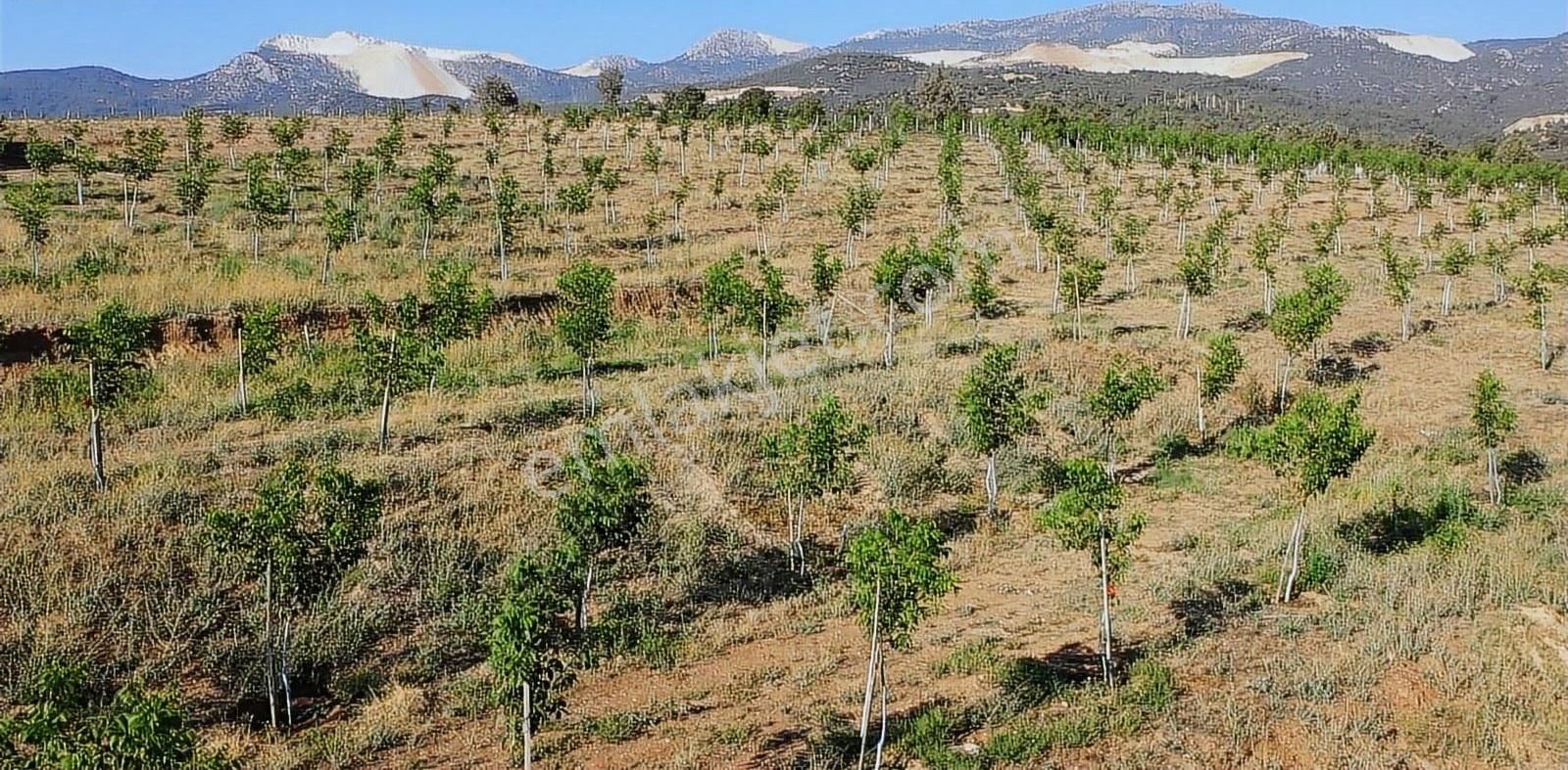 Burdur Merkezde 75 Dönüm Tam Donanımlı Ceviz Bahçesi - Görsel 3