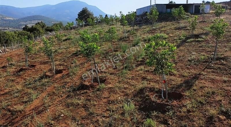 Burdur Merkezde 75 Dönüm Tam Donanımlı Ceviz Bahçesi - Görsel 15