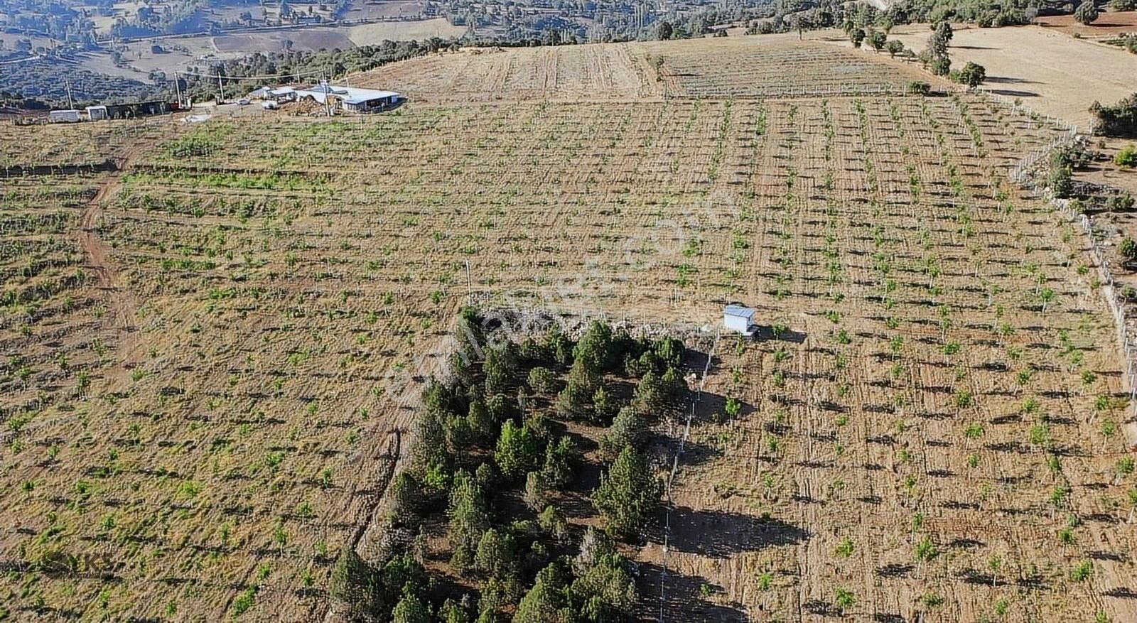 Burdur Merkezde 75 Dönüm Tam Donanımlı Ceviz Bahçesi - Görsel 5