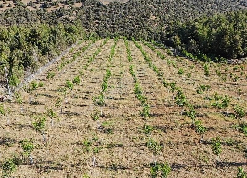 Burdur Merkezde 75 Dönüm Tam Donanımlı Ceviz Bahçesi - Görsel 18