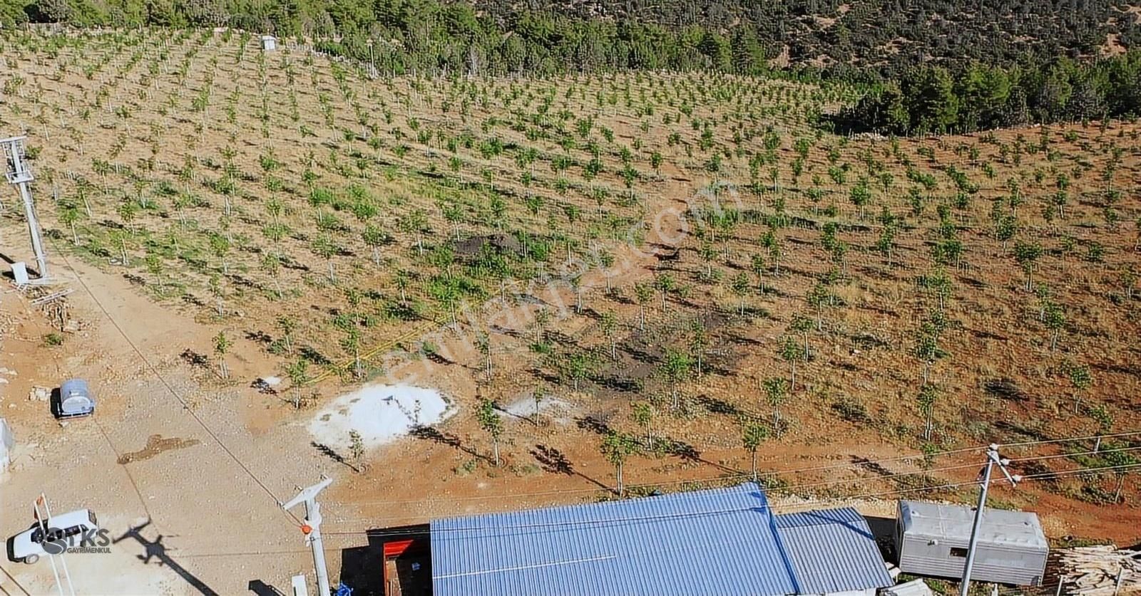 Burdur Merkezde 75 Dönüm Tam Donanımlı Ceviz Bahçesi - Görsel 13