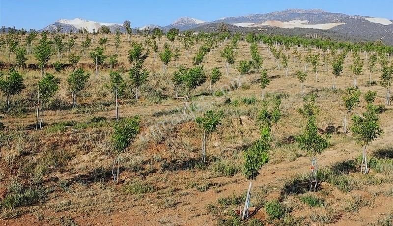 Burdur Merkezde 75 Dönüm Tam Donanımlı Ceviz Bahçesi - Görsel 4