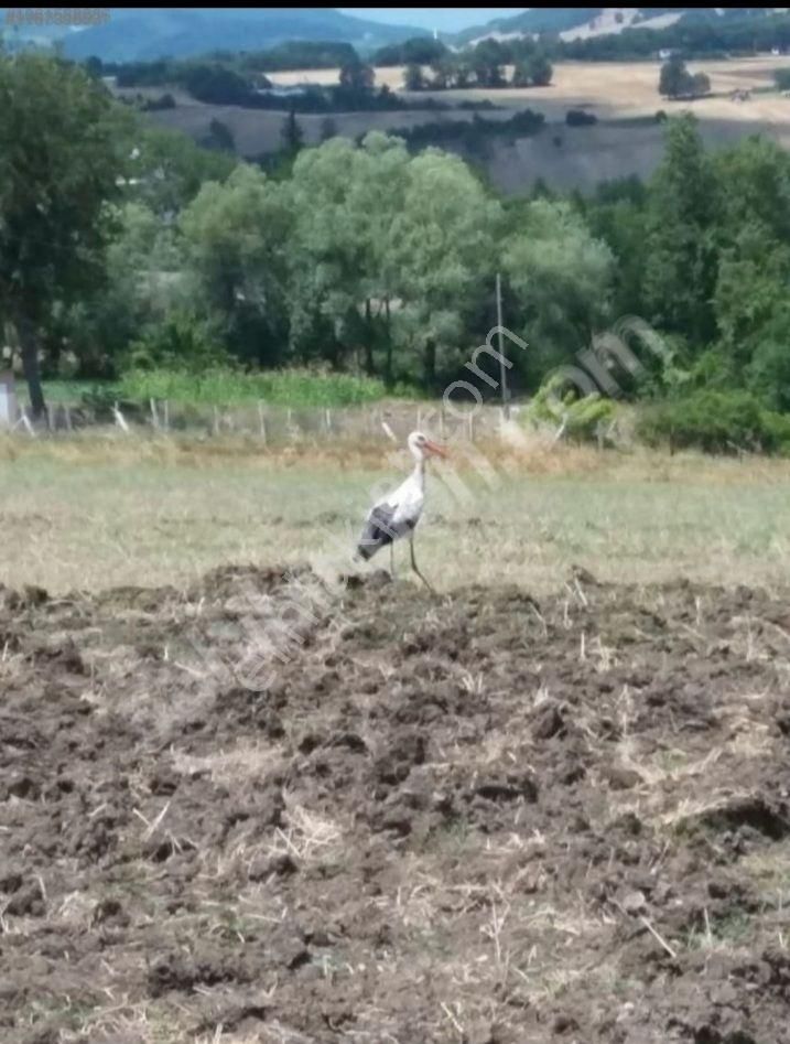 Atakum Kamalida 500metre Ailenizle Zaman Gecirebilecegiz Kiralik Arsa