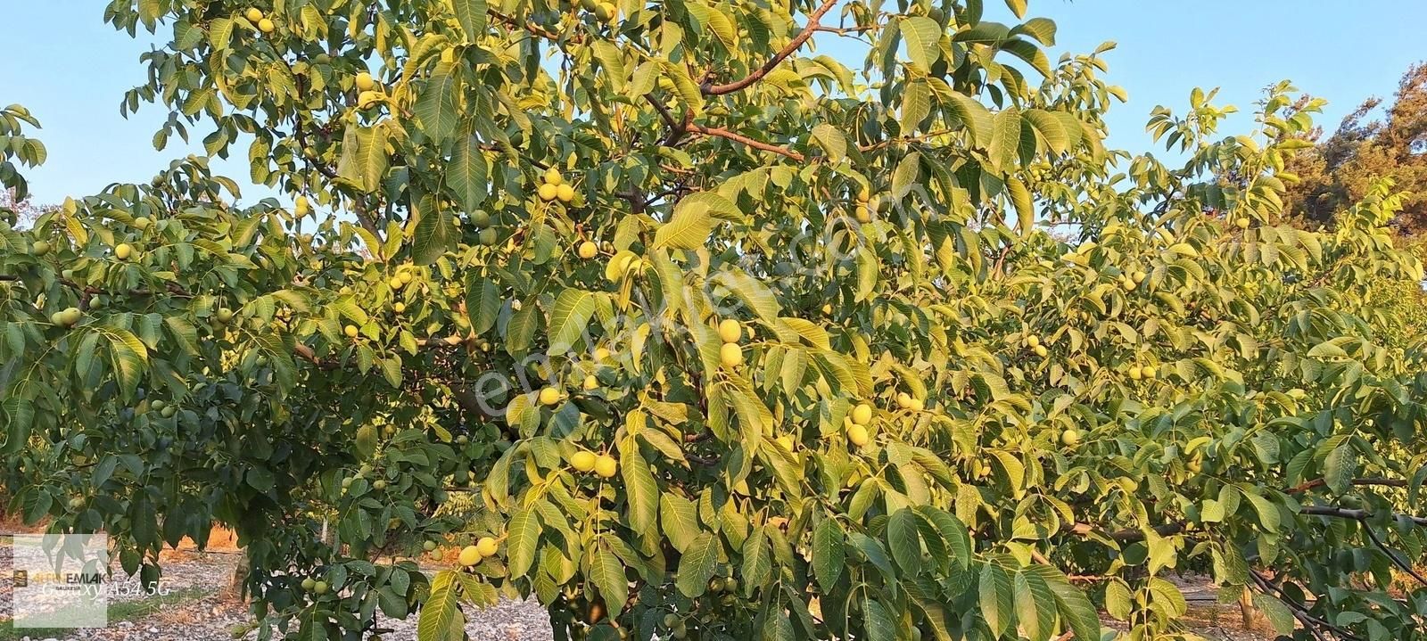 Savaştepe Kocabıyıklar Satılık Tarla Satılık Cevizlik