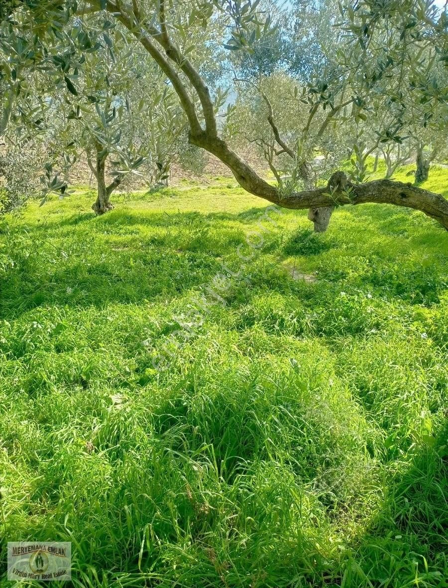 İzmir Selçuk Acarlarda Kaçırılmayacak Hobi Bahçesi - Görsel 5
