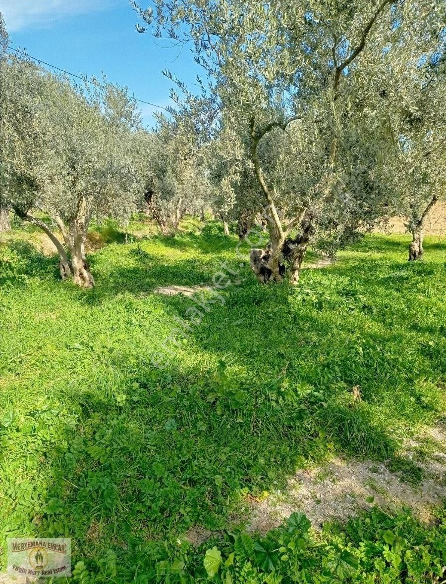 İzmir Selçuk Acarlarda Kaçırılmayacak Hobi Bahçesi - Görsel 8