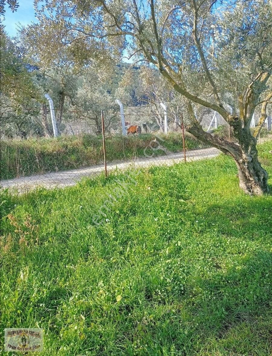 İzmir Selçuk Acarlarda Kaçırılmayacak Hobi Bahçesi - Görsel 4