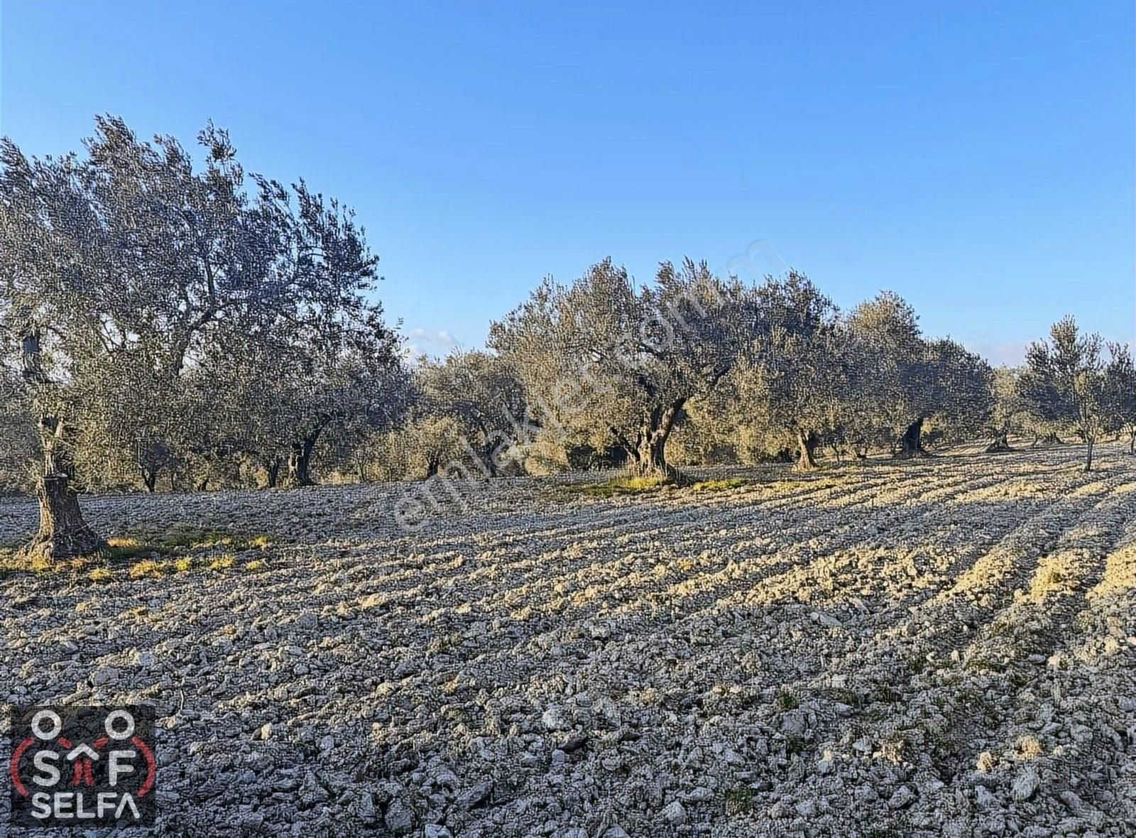 Saruhanlı Pınarbaşı Satılık Zeytinlik Manisa Saruhanlı Pınarbaşı'nda Satılık Zeytinlik