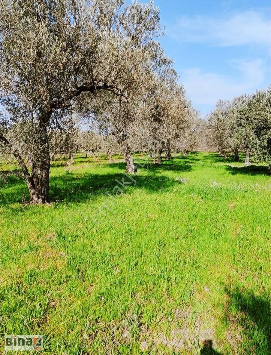 Bergama Bozköyde Satılık Zeytinlik