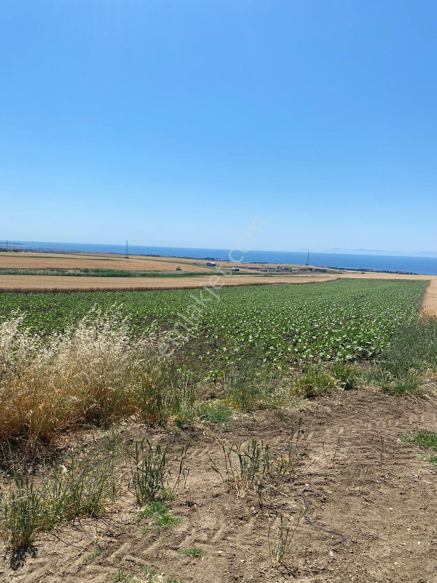 Tekirdağ Çeşmeli Denize Yakın Satılık Arsa