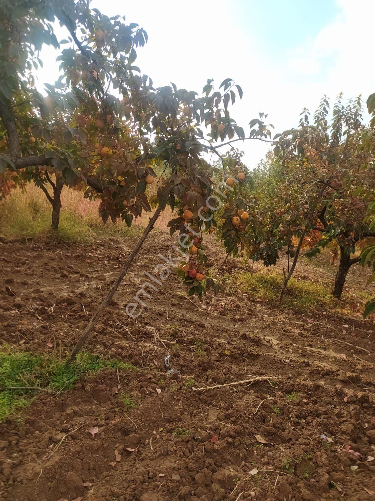 Nizip Sekili Satılık Tarla Akyol Gayrimenkul Den Satlık Nizip Sekilide Hurma Bahçesi 1291 Mt