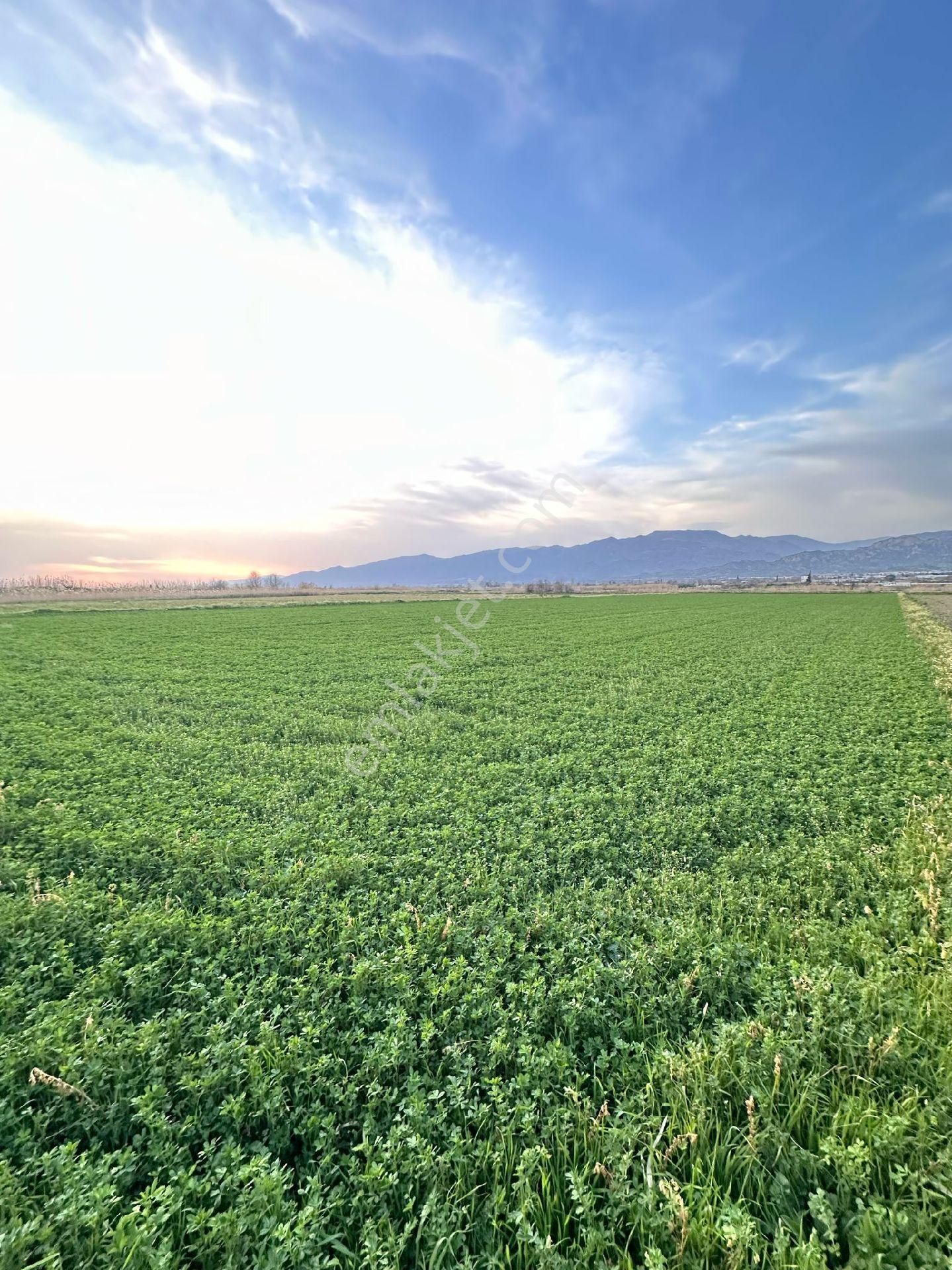 Atça Mahallesinde Yonca Tarlasi - Görsel 3