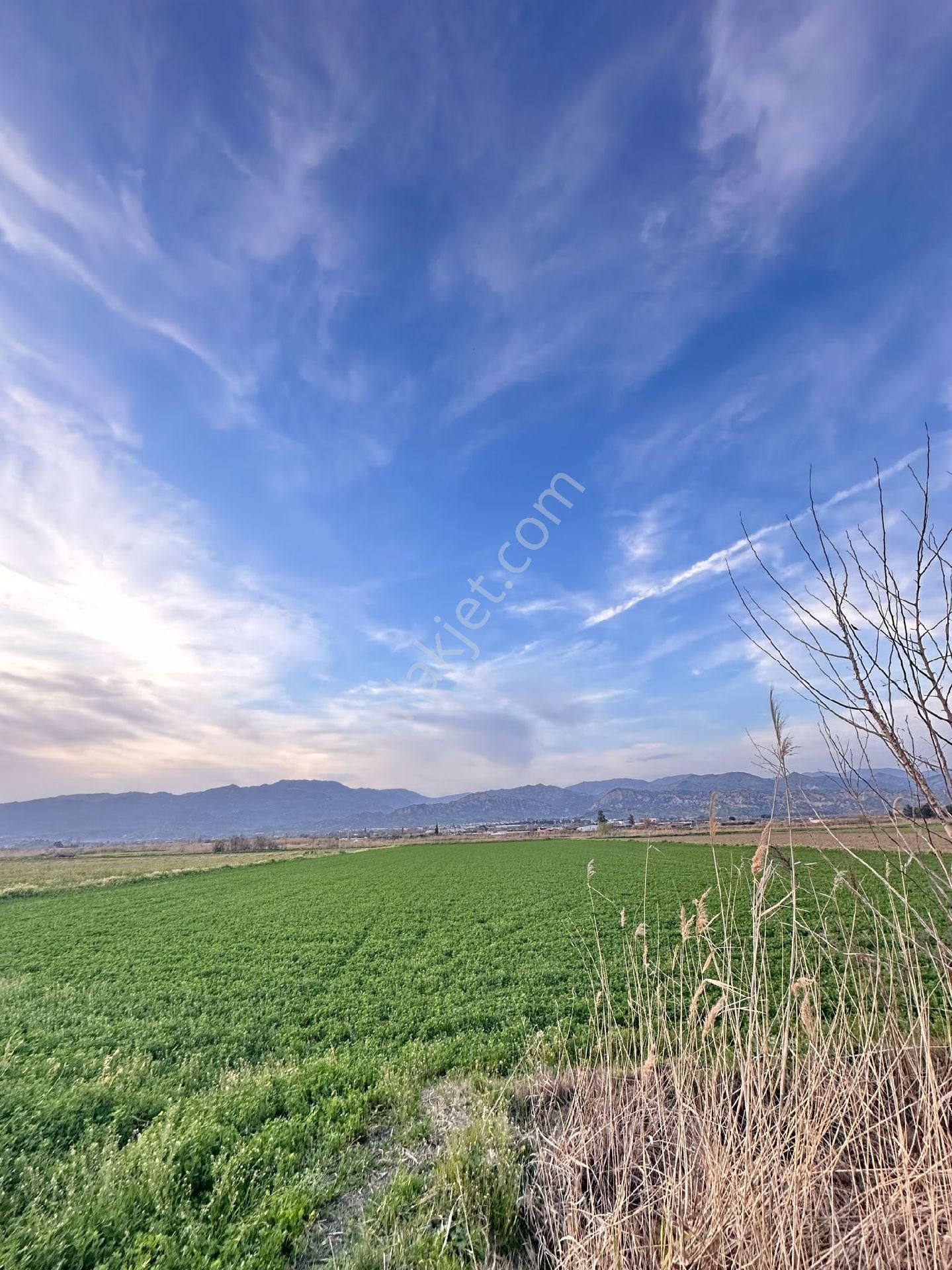 Atça Mahallesinde Yonca Tarlasi - Görsel 7