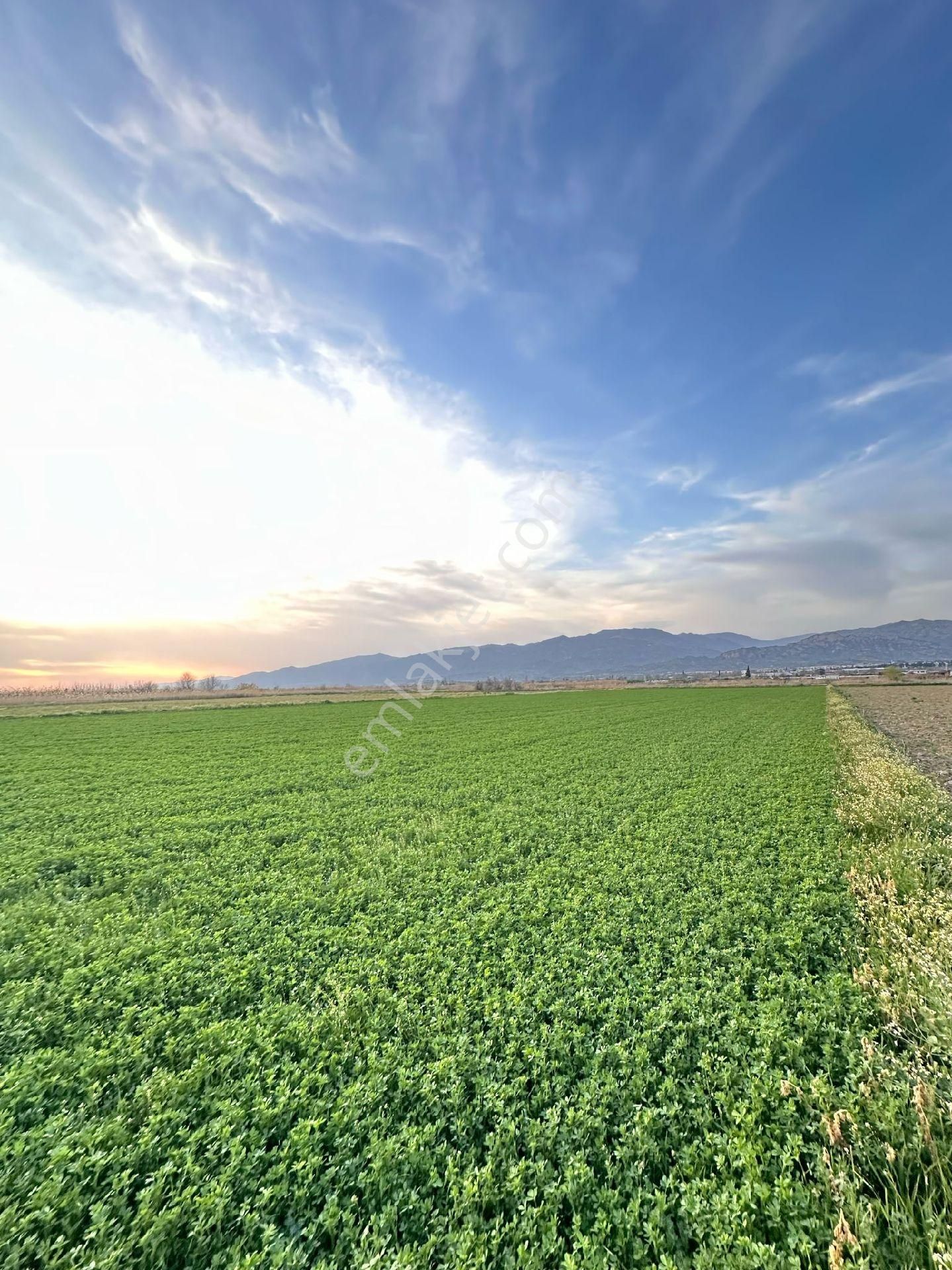 Atça Mahallesinde Yonca Tarlasi - Görsel 2