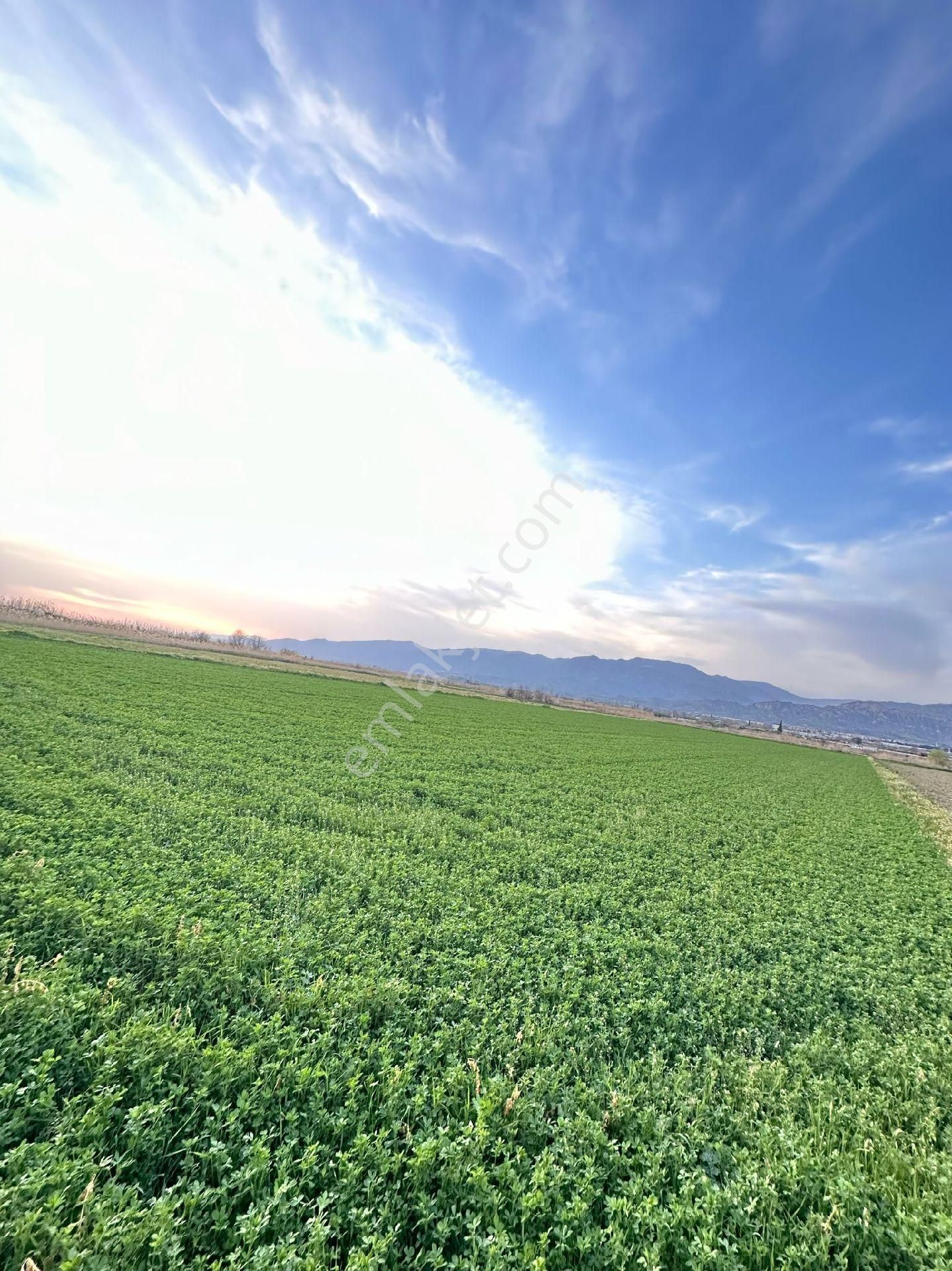 Atça Mahallesinde Yonca Tarlasi - Görsel 5